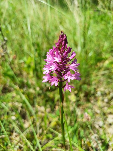 Anacamptis pyramidalis  - Sara Stella (FVG)