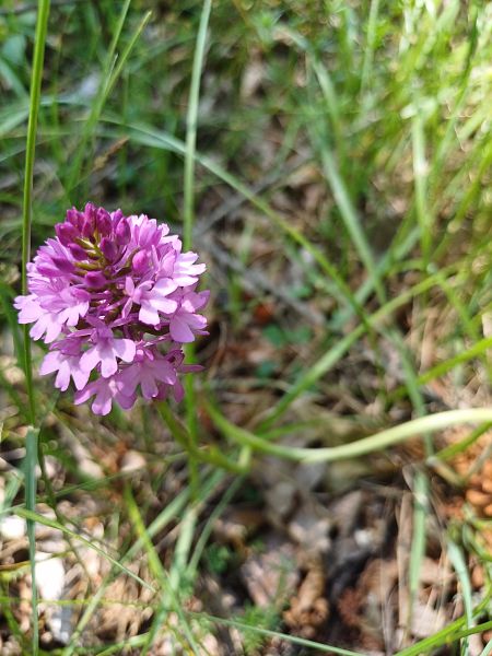 Anacamptis pyramidalis  - Sara Stella (FVG)