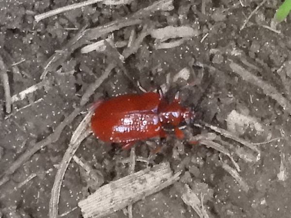 Lilioceris merdigera  - Massimo Tassinari