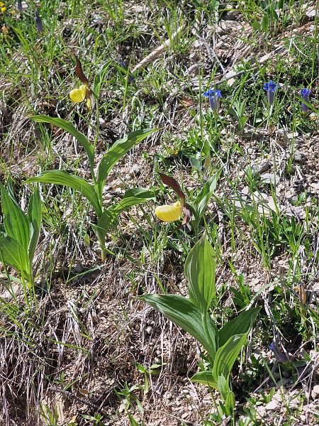 Cypripedium calceolus  - Diane Raibaut