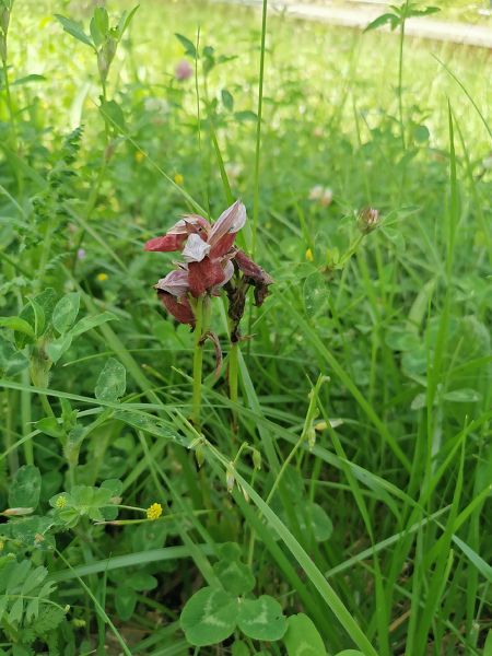 Serapias cordigera  - Eraztun Berdeko Basozainak Guardas Anillo Verde