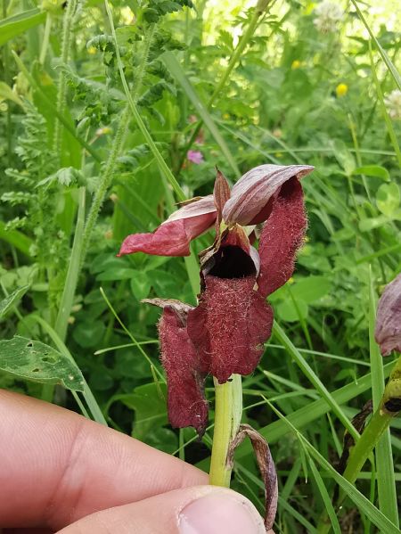Serapias cordigera  - Eraztun Berdeko Basozainak Guardas Anillo Verde
