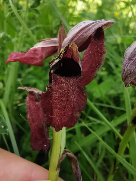 Serapias cordigera  - Eraztun Berdeko Basozainak Guardas Anillo Verde