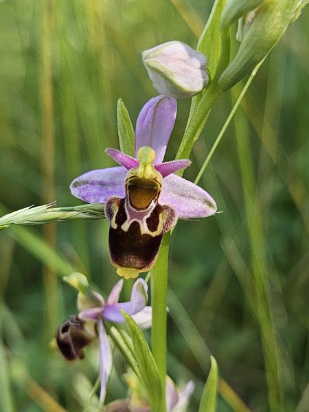 Ophrys fuciflora  - Nina Scheibel
