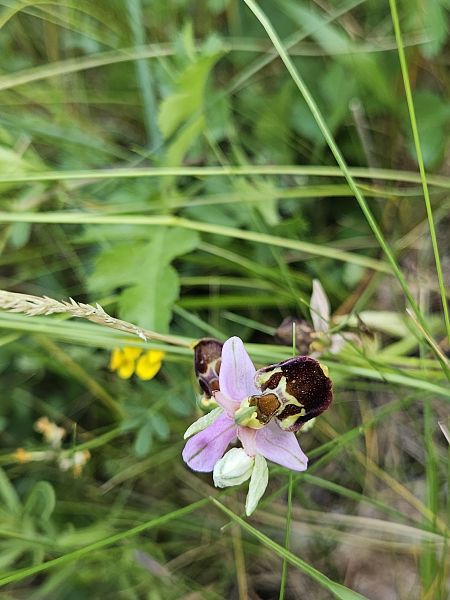 Ophrys fuciflora  - Nina Scheibel