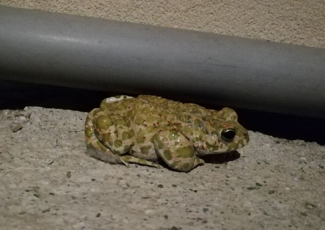 Rospo smeraldino (tutte le specie)  - Massimo Bozza