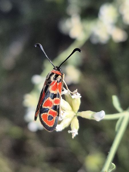Zygaena fausta  - César Piñol Baena