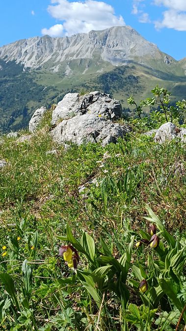 Cypripedium calceolus  - Angelo Sinuello (FVG)