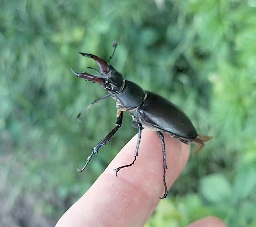 Lucanus cervus  - Marusca Coccoli