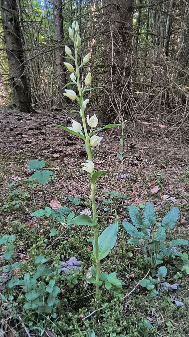 Cephalanthera damasonium  - Elise Grenard