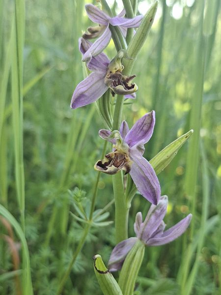 Ophrys apifera var. curviflora  - Alain Fourmann