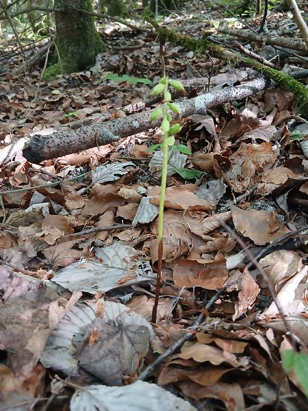 Corallorhiza trifida  - Cyril Blanc