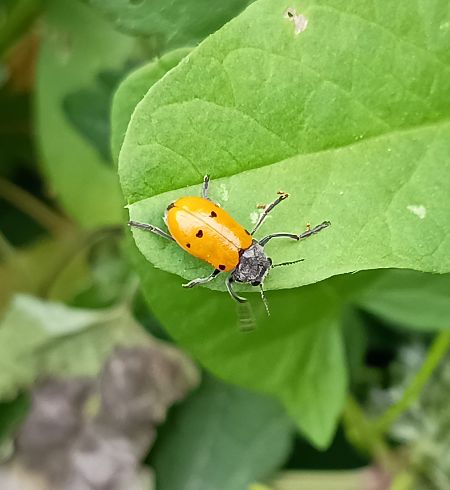 Coleoptera sp.  - Dimitri Marrone