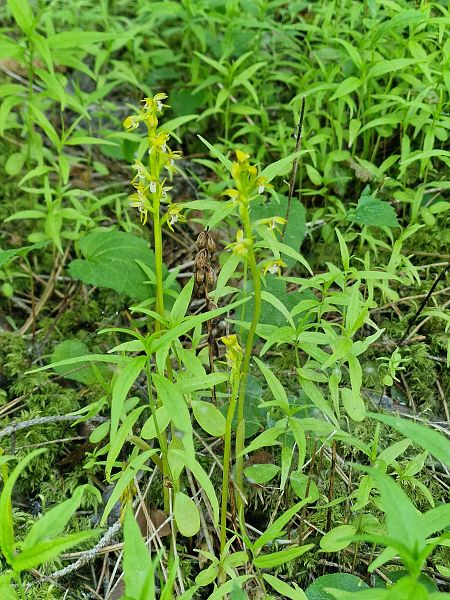 Corallorhiza trifida  - Diane Raibaut