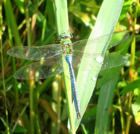 Anax imperator  - Monica Carabella