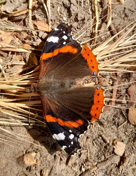 Vanessa atalanta  - Monica Carabella