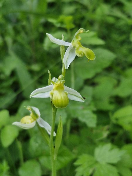 Ophrys apifera f. chlorantha  - Laurent Bignon