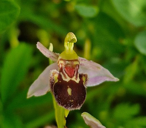 Ophrys apifera var. badensis  - Laurent Bignon