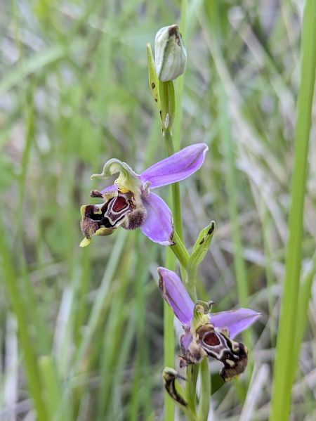 Ophrys apifera var. curviflora  - Oriane Arnaud