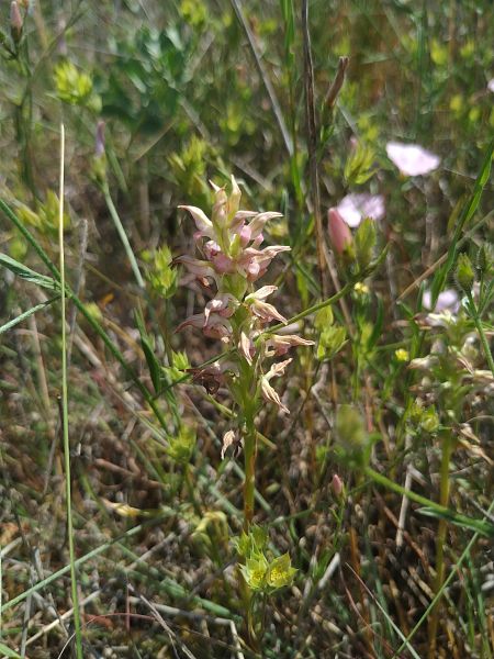Anacamptis coriophora subsp. fragrans  - Marcel Arumí