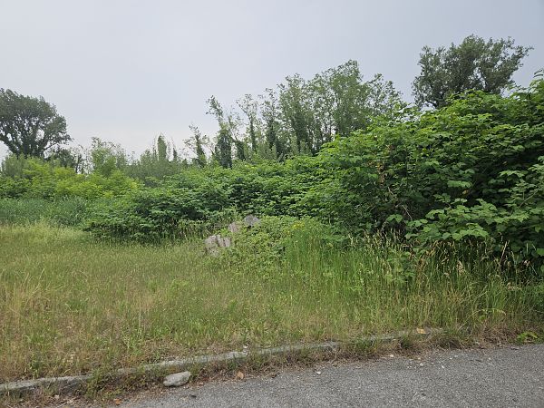 Fallopia japonica  - Elisa de Belli (FVG)