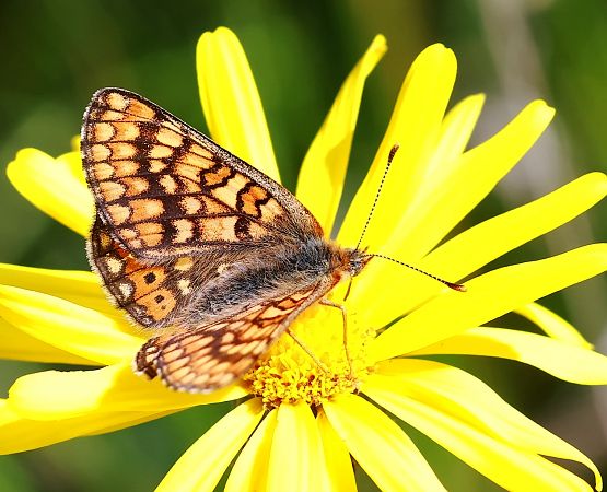 Euphydryas aurinia  - Alberto Cosso