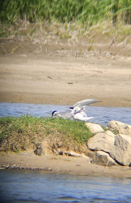Common Tern  - Anna Kamilewicz-Wicik