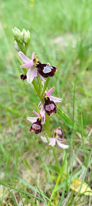 Ophrys drumana  - Reynald Foucher