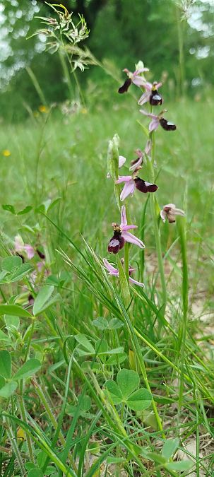 Ophrys drumana  - Reynald Foucher