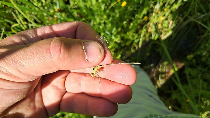 Lestes barbarus  - Roberto Fabbri