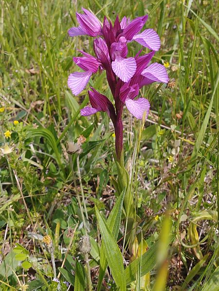 Anacamptis papilionacea var. expansa  - Gérard Joseph