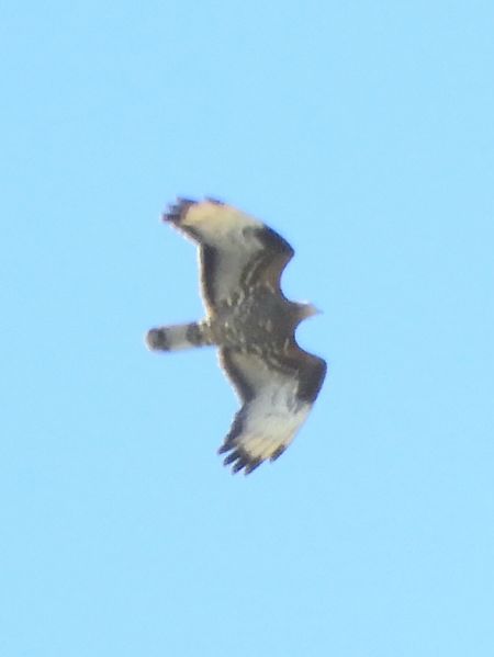 Falco pecchiaiolo  - Massimo Tassinari