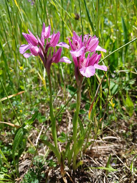 Anacamptis papilionacea var. expansa  - Alain Falvard