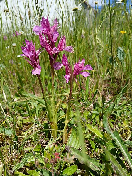 Anacamptis papilionacea var. expansa  - Alain Falvard