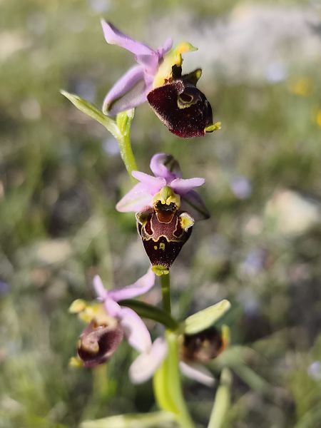 Ophrys fuciflora subsp. druentica  - Richard Fay
