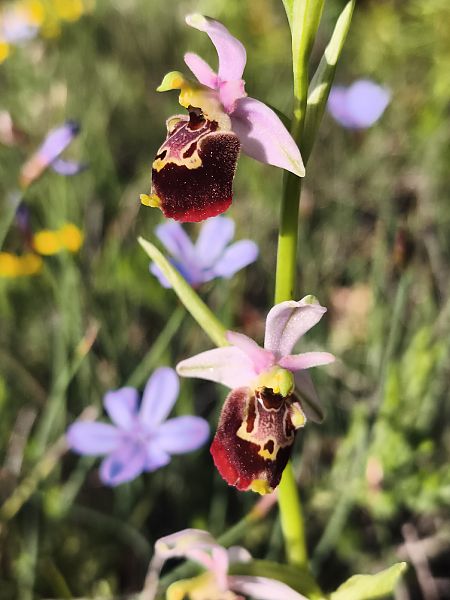 Ophrys fuciflora subsp. druentica  - Richard Fay