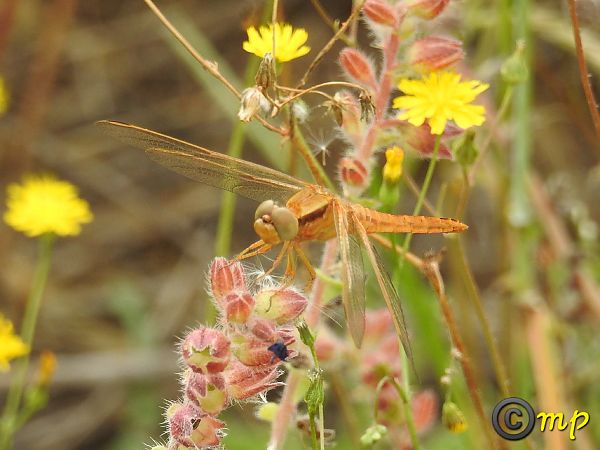 Crocothemis erythraea  - Mario Paloni