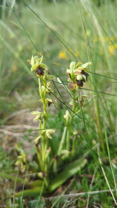 Ophrys aymoninii 