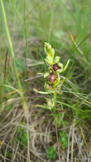 Ophrys aymoninii 