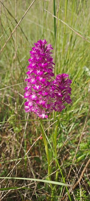 Anacamptis pyramidalis  - Marc et M-Joëlle Silvestre