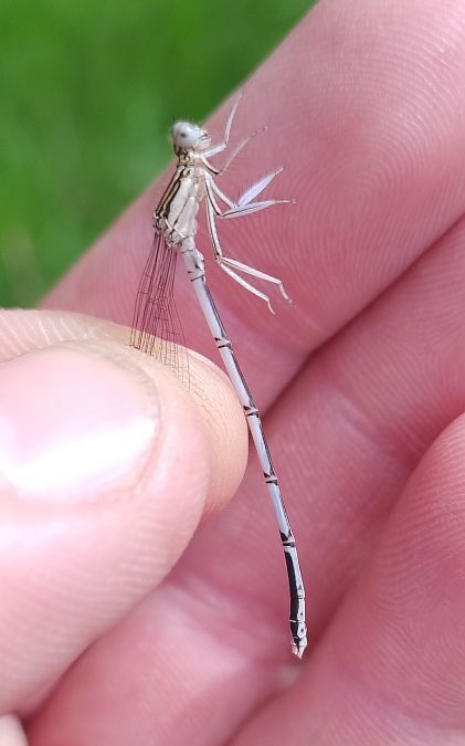 Platycnemis pennipes  - Battisti Andrea