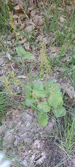 Listera ovata  - Marc et M-Joëlle Silvestre