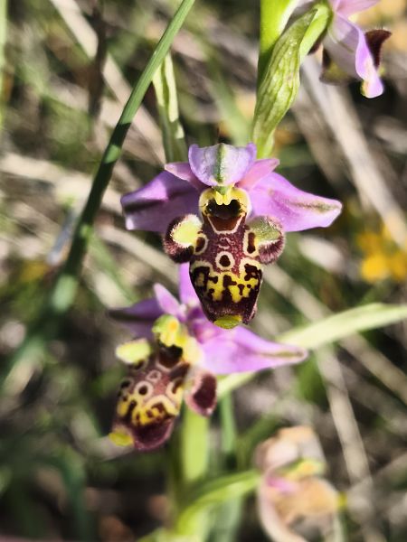 Ophrys fuciflora subsp. druentica  - Richard Fay