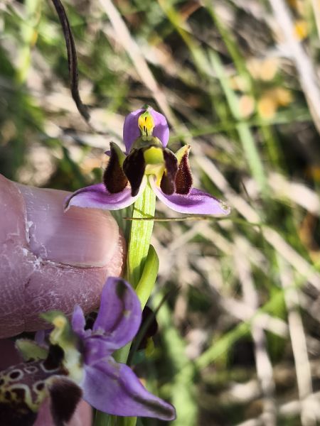Ophrys fuciflora subsp. druentica  - Richard Fay