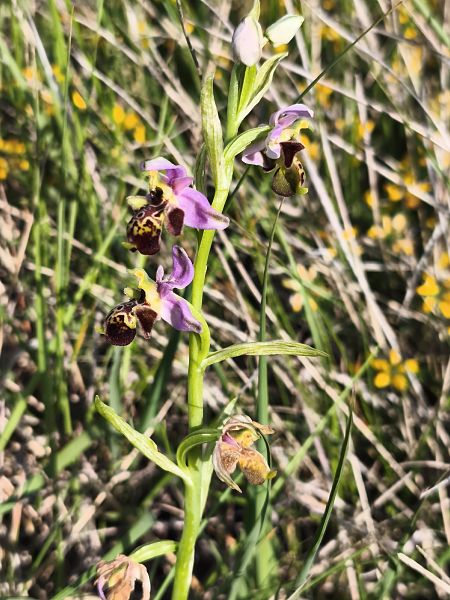 Ophrys fuciflora subsp. druentica  - Richard Fay