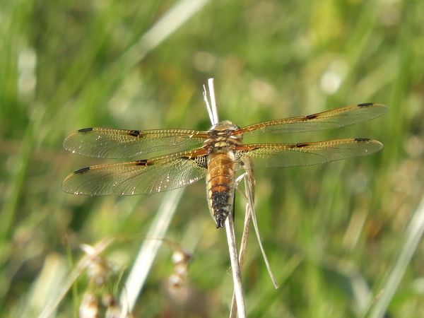 Libellula quadrimaculata  - Massimo Tassinari