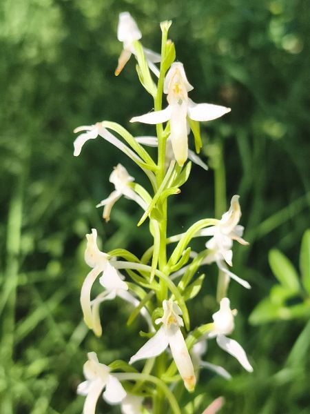 Platanthera muelleri  - Richard Fay