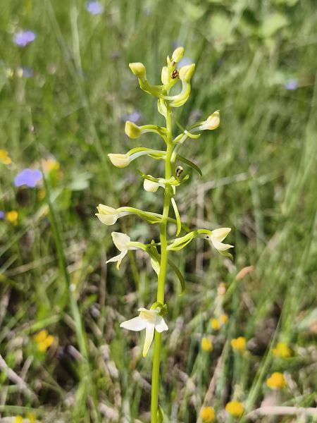 Platanthera muelleri  - Richard Fay