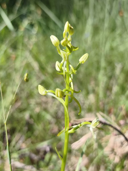 Platanthera muelleri  - Richard Fay