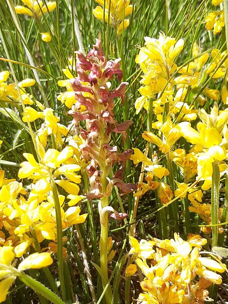 Anacamptis coriophora  - Françoise Peyrissat